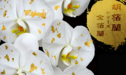 金箔蘭